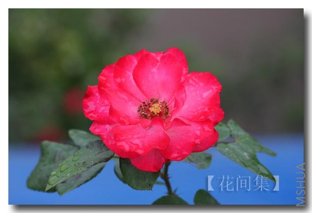 IMG_2126 ����.jpg