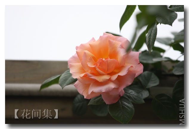 IMG_2195 ����.jpg