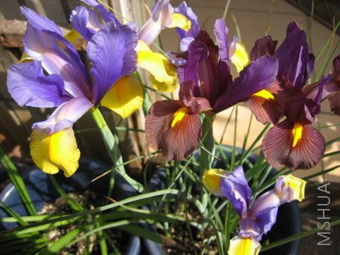 IMG_2819.JPG