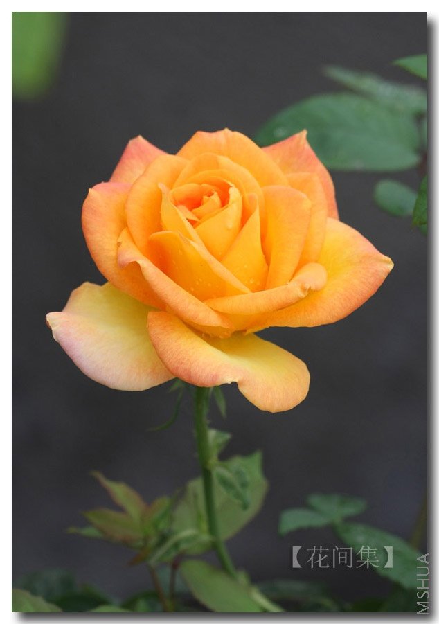 IMG_2117 ����.jpg