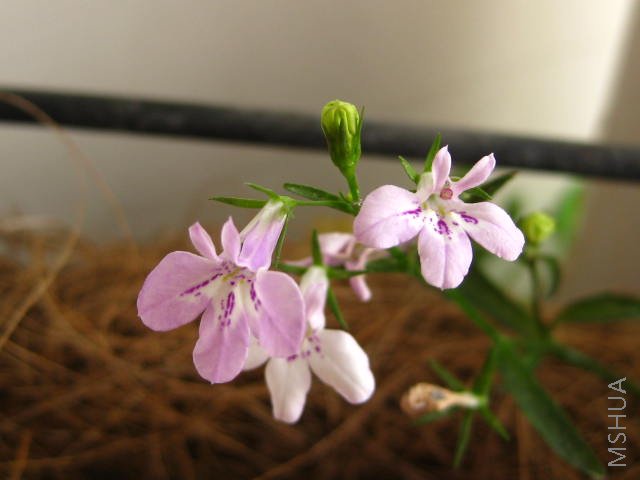 ������6ӭ�翪