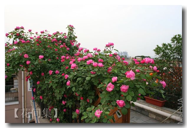 IMG_1135 ����.jpg