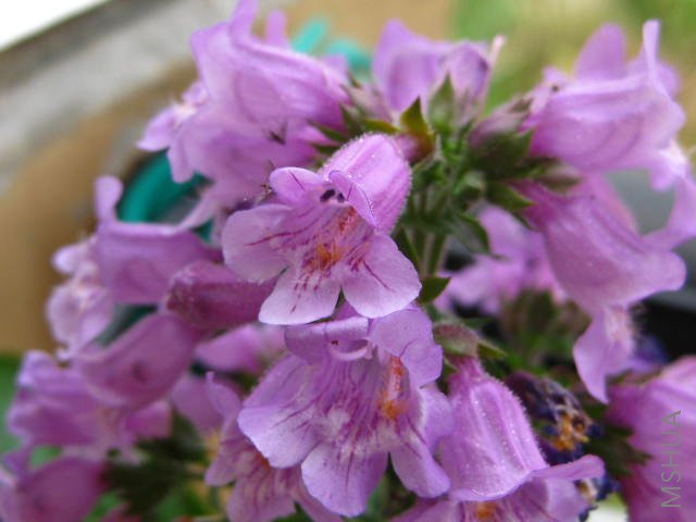 ���Ǻ����еĵ�����