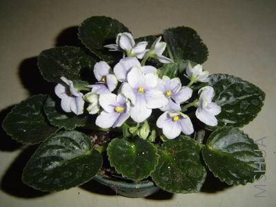 ������С DSC01554.JPG