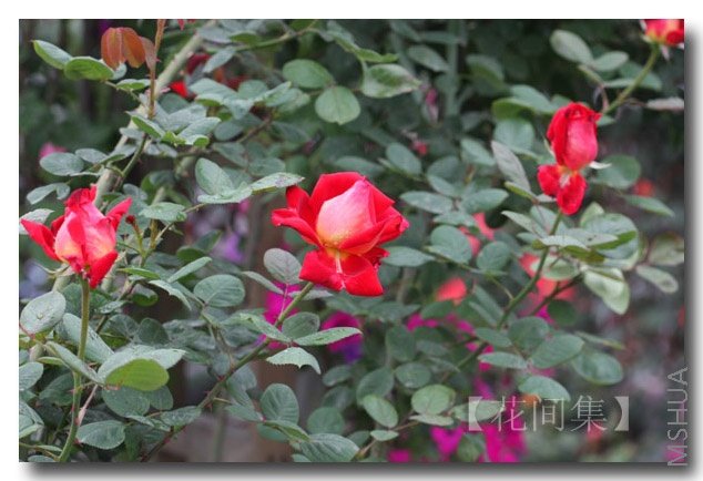 IMG_2122 ����.jpg