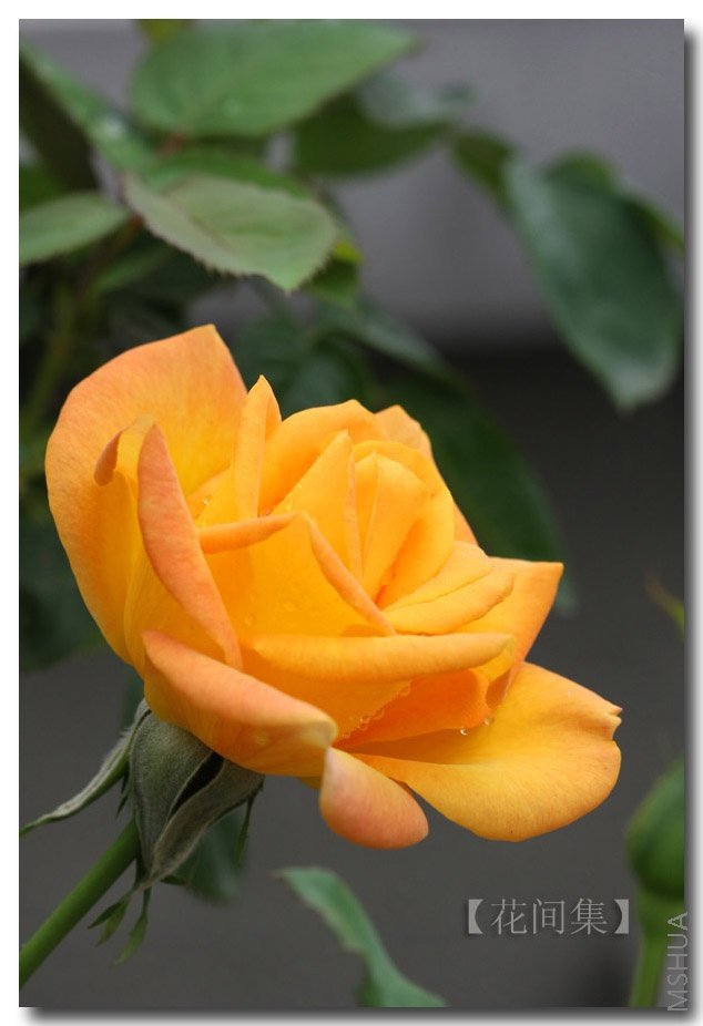 IMG_2118 ����.jpg