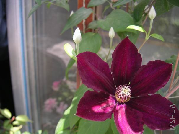 ������С ����8042502.JPG