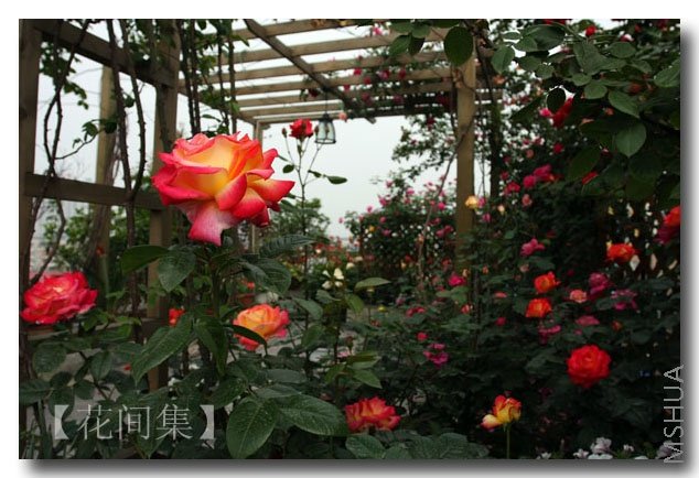 IMG_2339 ����.jpg