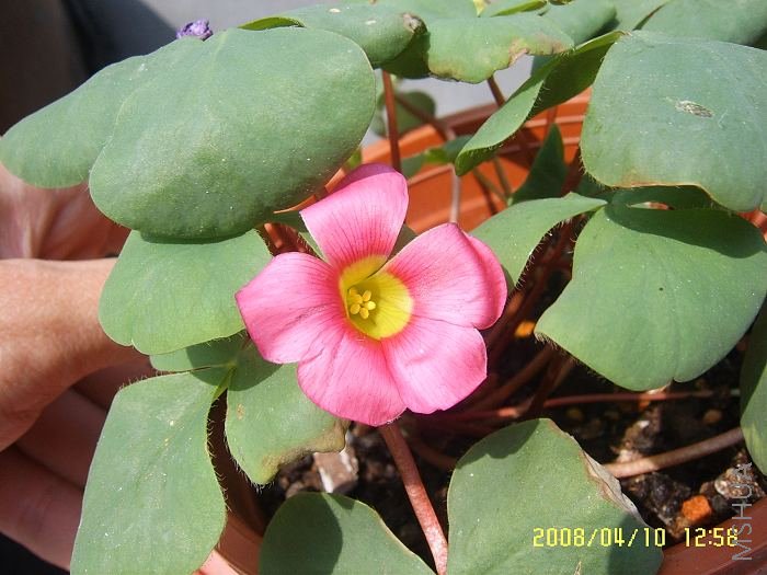 SUC50412.jpg