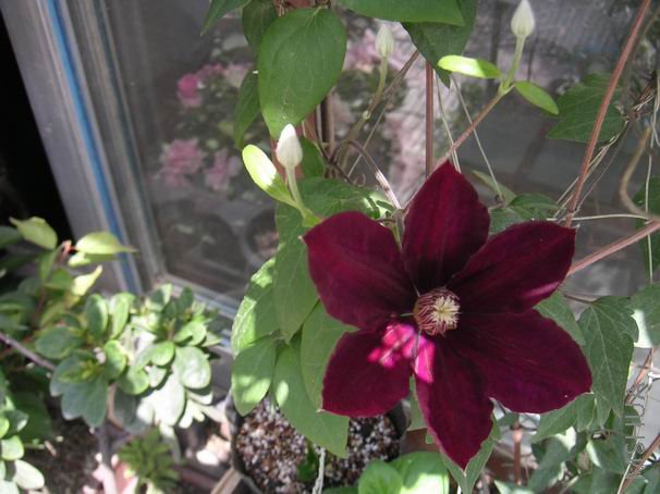 ������С ����8042501.JPG