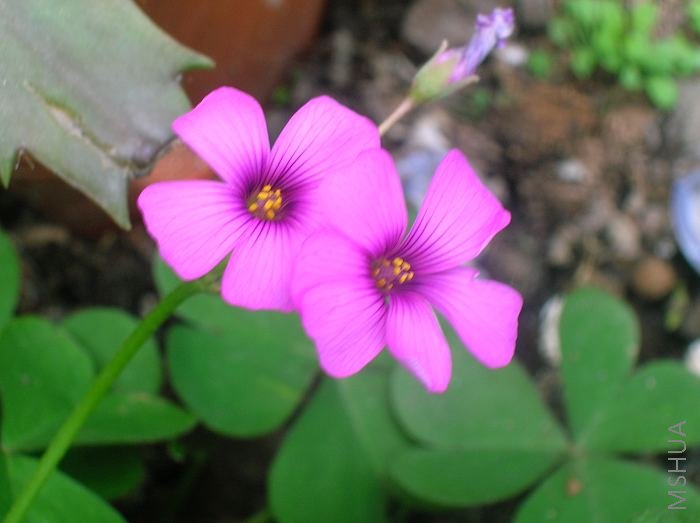 DSCN2196.jpg