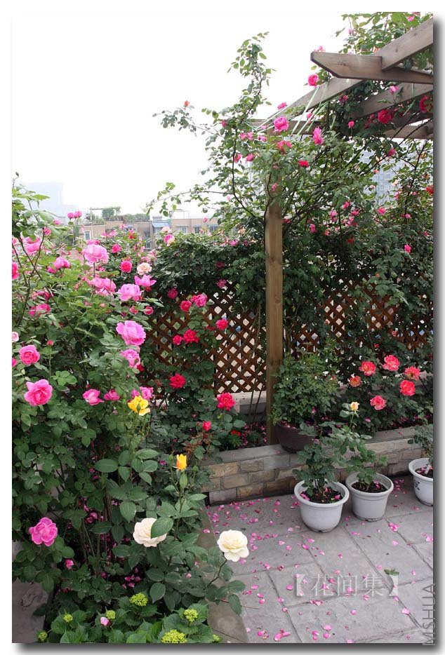 IMG_2336 ����.jpg