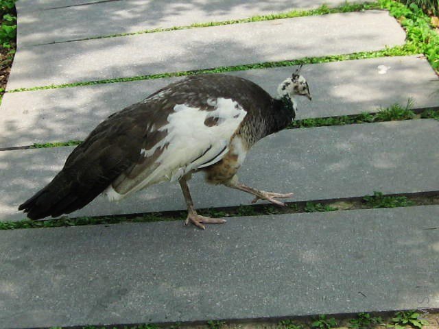 ���ȸһ��Ҳ��������һֱ��ż����Χ��ʳ��ż���������˺ü���