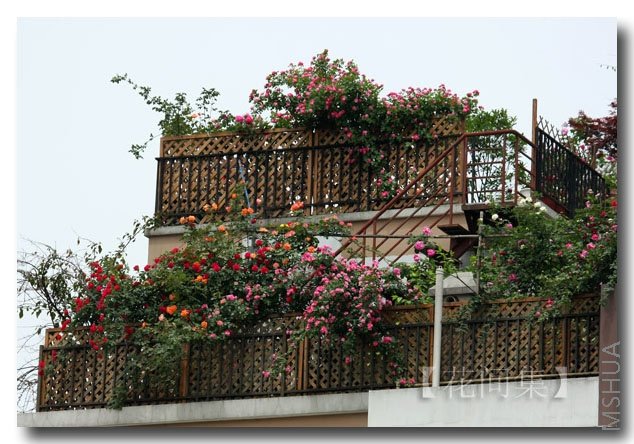 IMG_2354 ����.jpg