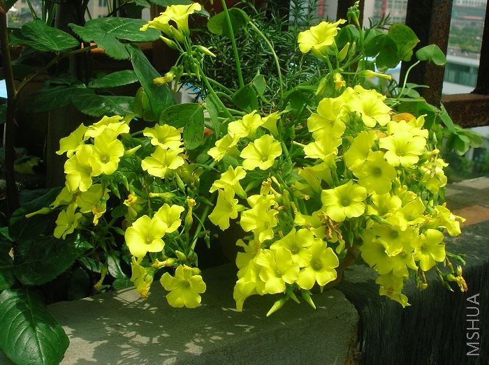 Oxalis pes-caprae