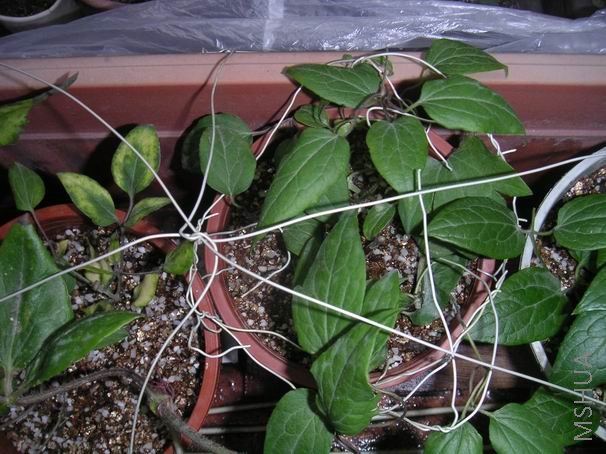 ȥ��Ƿ�˽��꿪���������