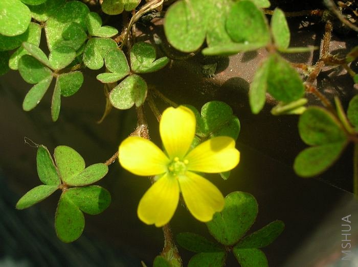 Oxalis corniculata