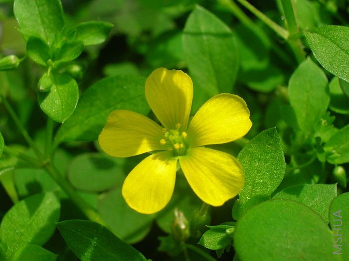 Oxalis corniculata