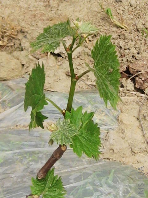 ������Ū���������磬һ��ݲ�������������