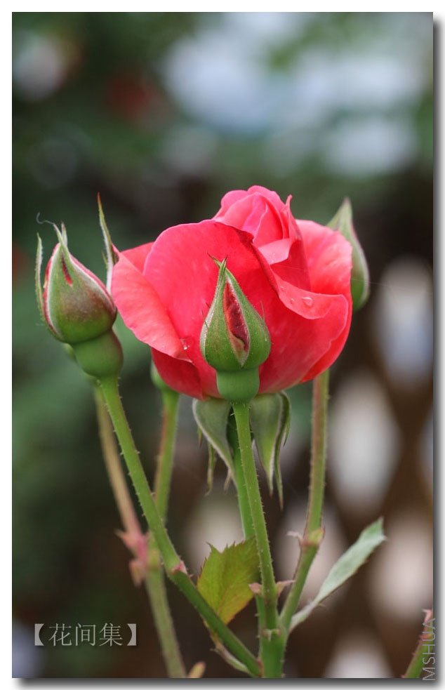 ӣ�Ұ�����