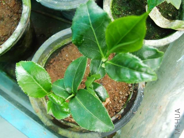 DSCF0064.jpg