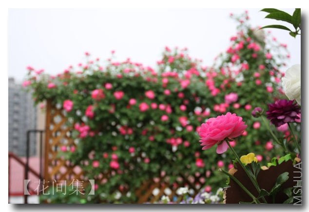 IMG_2344 ����.jpg