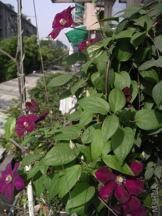 ������С ����8042703.JPG