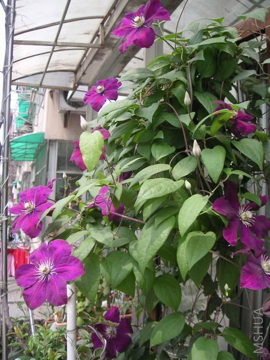 ������С ����8042805.JPG