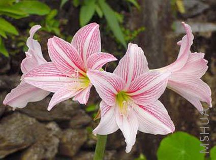 Hippeastrum_Mrs_Garfield1.jpg