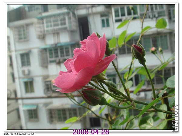 DSC02084.jpg