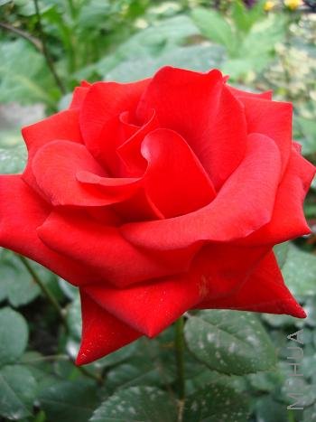 ����¼�����ÿ������ǲ�֪����ʲôƷ��