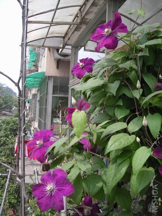 ������С ����8042804.JPG