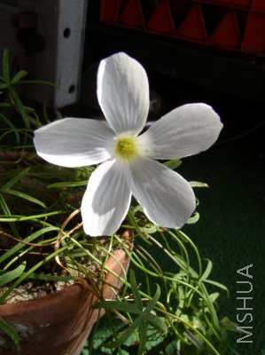 Oxalis smithiana2.jpg
