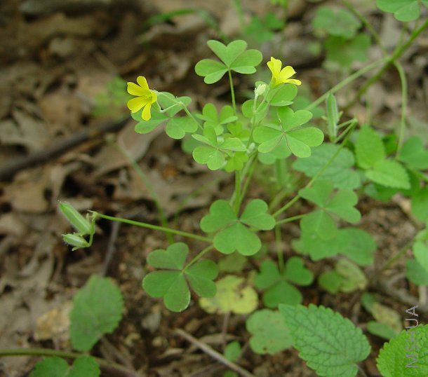Oxalis dillenii.jpg