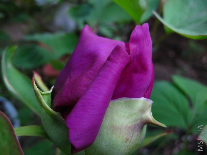 ������ī��