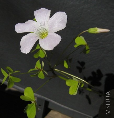 Oxalis incarnata2.jpg