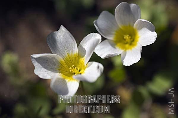 Oxalis pulchella.jpg