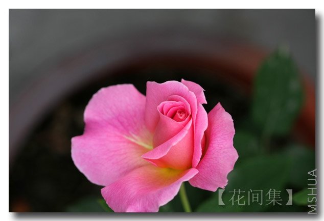 IMG_2394 ����.jpg