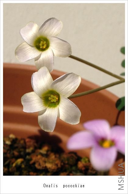 Oxalis pocockiae.jpg