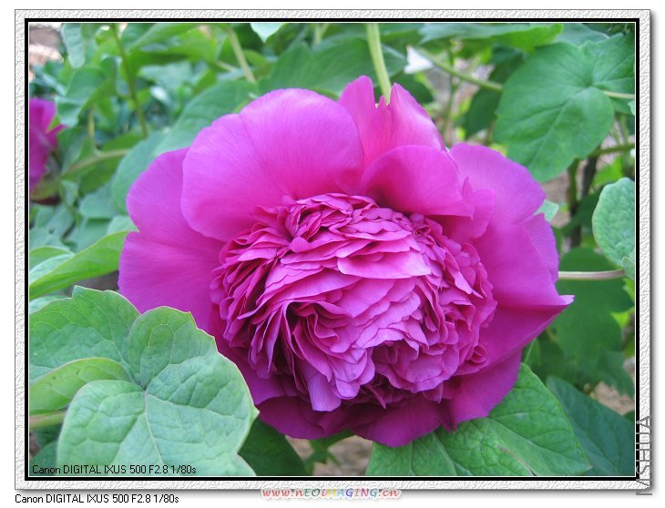 4.27 ����050.jpg