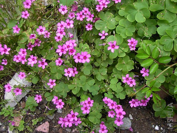 Oxalis articulata.jpg