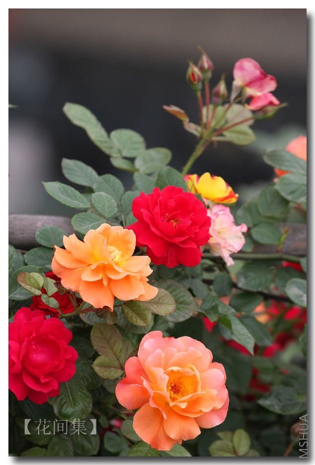 IMG_2176 ����.jpg