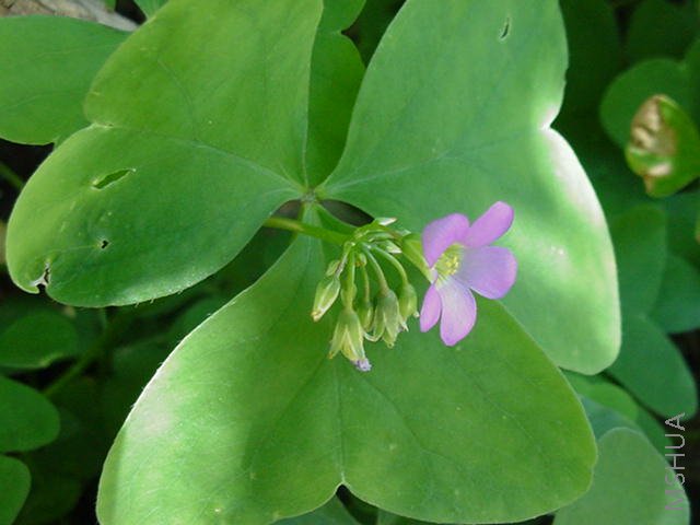 Oxalis latifolia.jpg