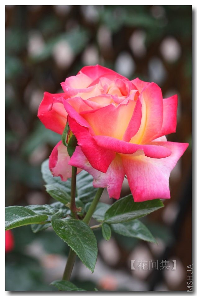 IMG_2119 ����.jpg