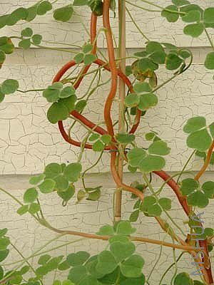 Oxalis crenata.jpg