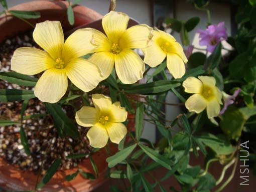 Oxalis annae.jpg