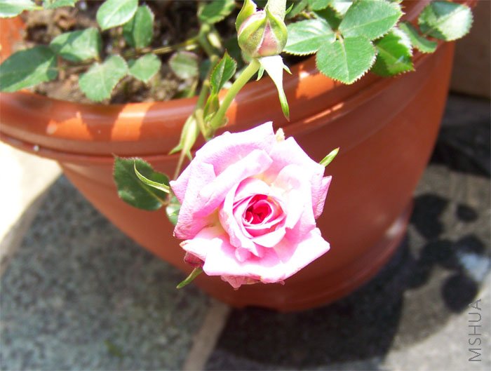 ��Ƭ 003.jpg