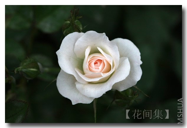 IMG_2460 ����.jpg