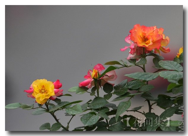 IMG_2433 ����.jpg