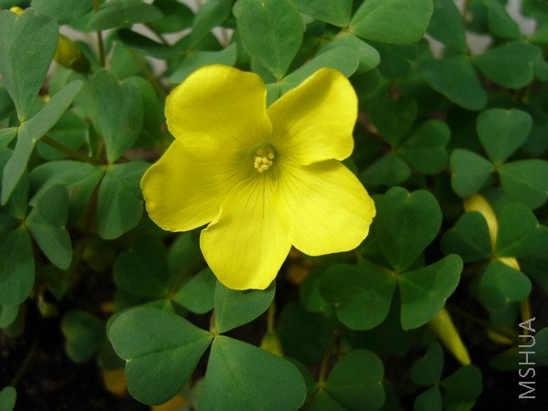 Oxalis dentata.jpg